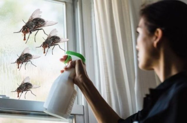 Truco infalible para eliminar moscas y mosquitos de casa en temporada de calor
