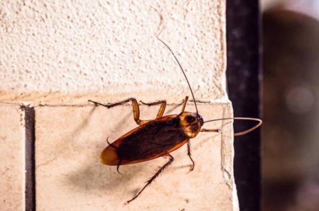 ¿Cucarachas en tu casa? Esto debes colocar en la puerta para eliminarlas