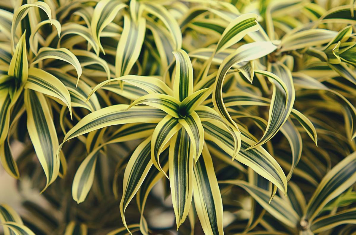 Descubre los cuidados y significado de tener una Dracaena en tu hogar 1