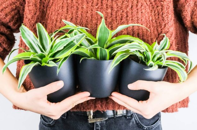 Descubre los cuidados y significado de tener una Dracaena en tu hogar