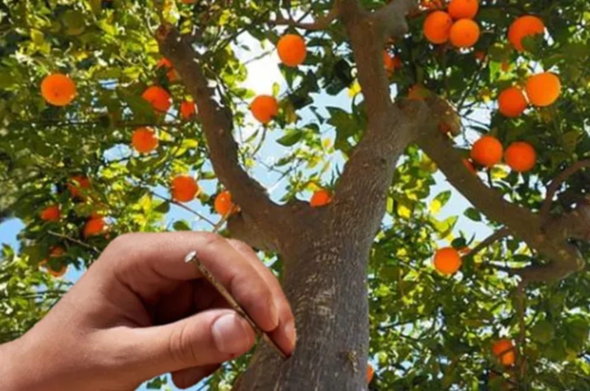 clavos oxidados en árbol frutal 