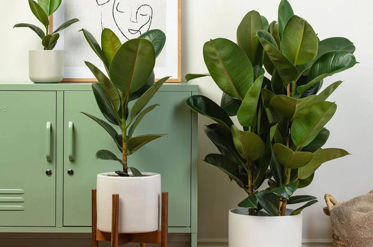 Ficus robusta