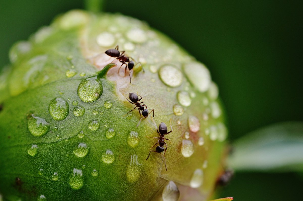 3 plantas aromáticas para ahuyentar hormigas del interior de tu casa 0