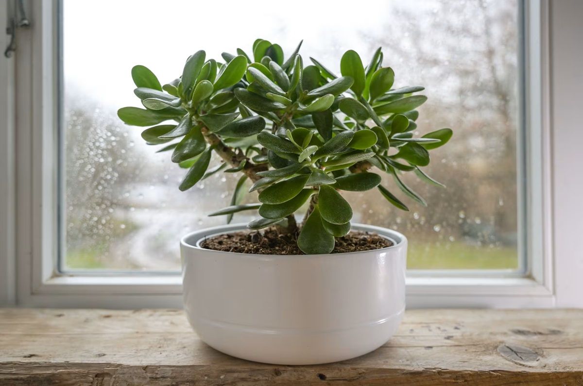 Planta de jade