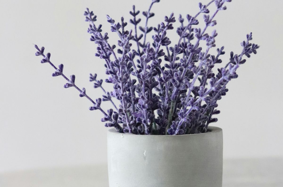 3 plantas aromáticas para ahuyentar hormigas del interior de tu casa 2