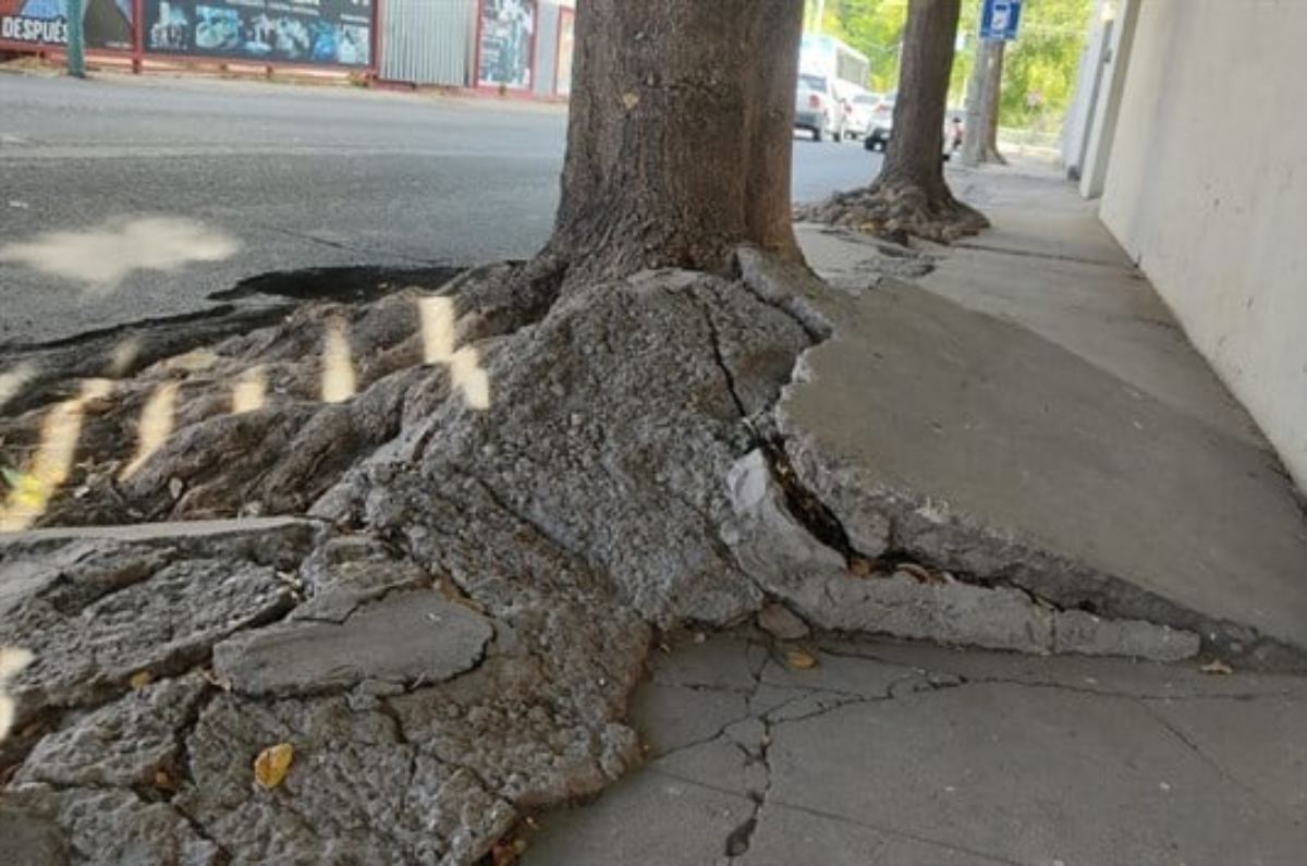 Lluvia de oro (Cassia fistula) 