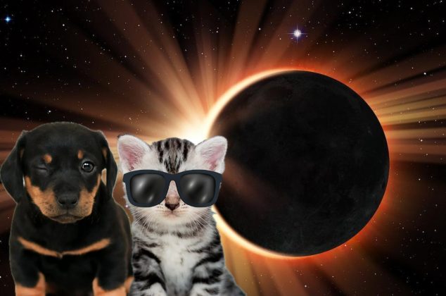 4 tips para mantener a salvo a tus mascotas durante el eclipse solar