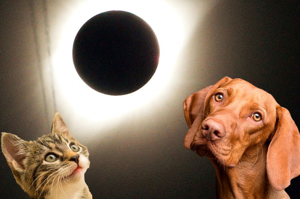 mascotas durante el eclipse