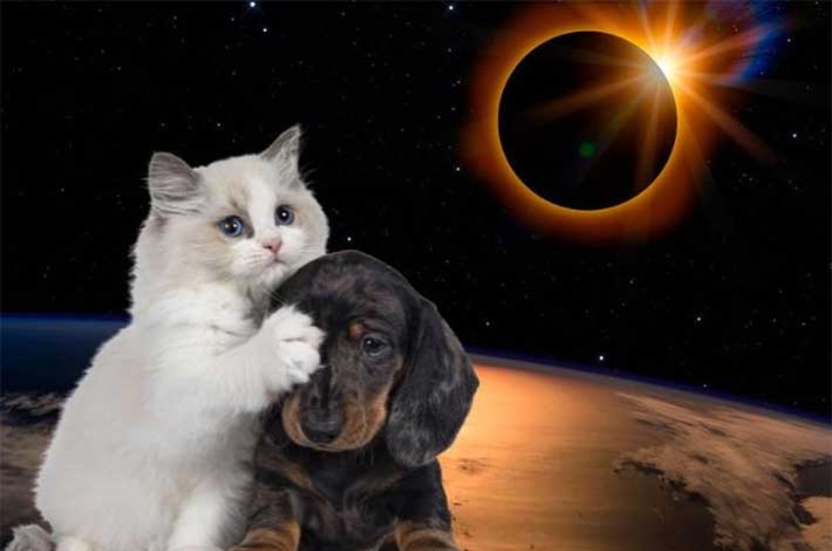 mascotas durante el eclipse