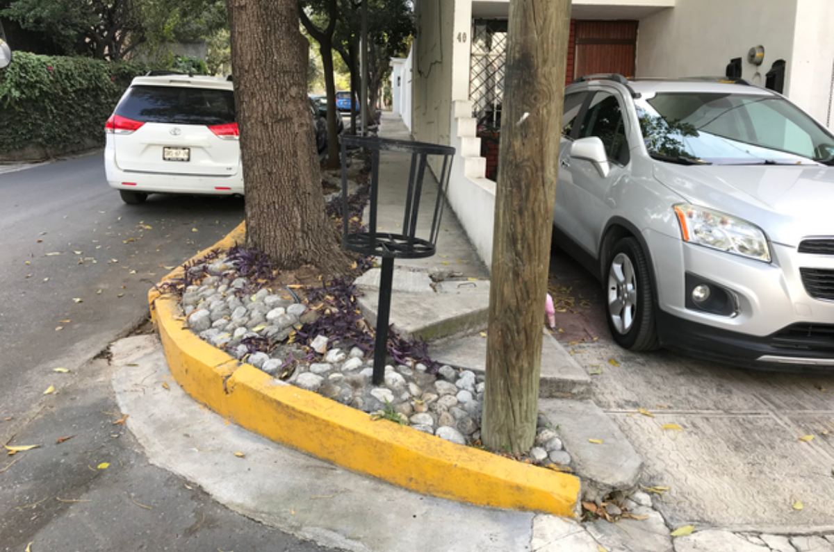 Mim (Melia azedarach)