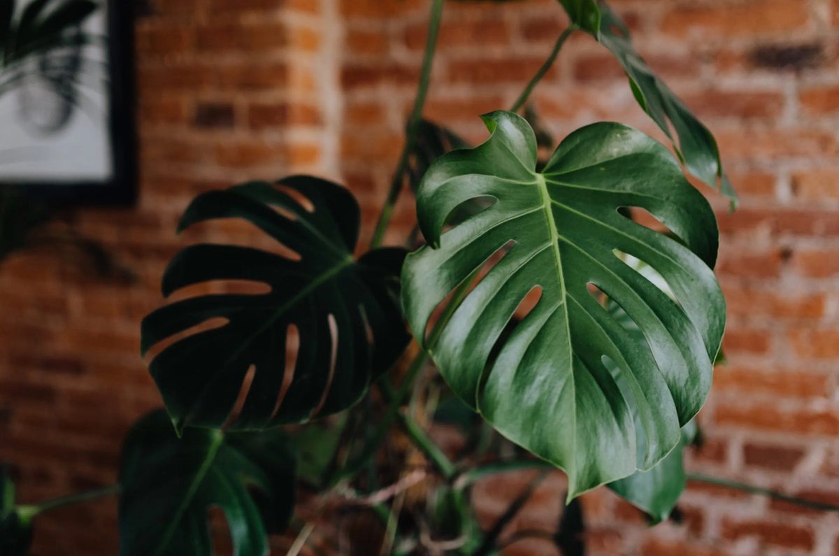Monstera o costilla de Adán