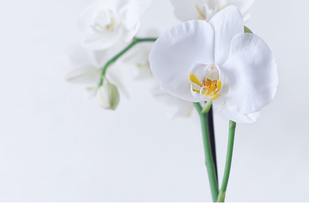 Truco casero con jugo de limón para florecer orquídeas hermosas 0