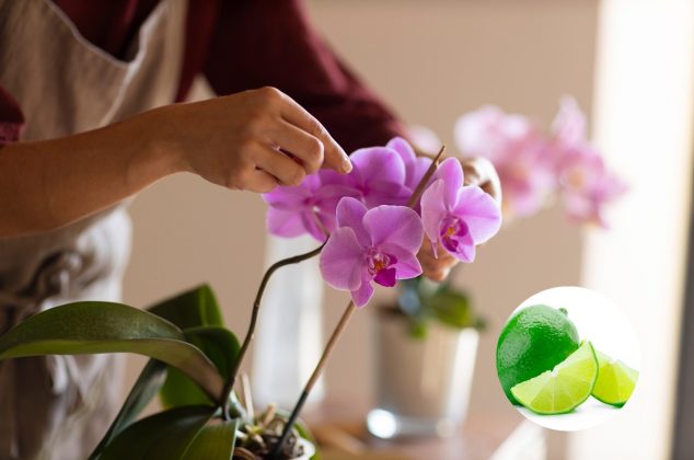 Truco casero con jugo de limón para florecer orquídeas hermosas