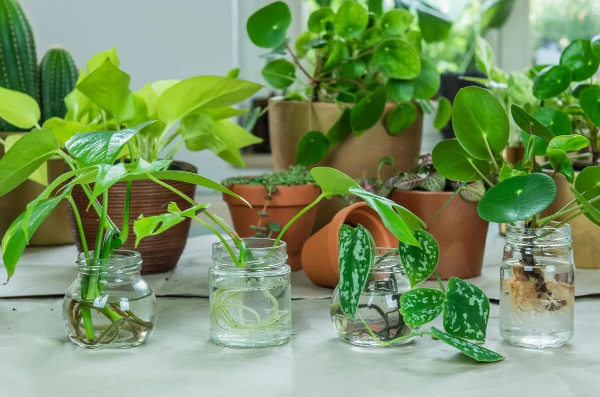 6 hermosas plantas que pueden crecer en un vaso de agua