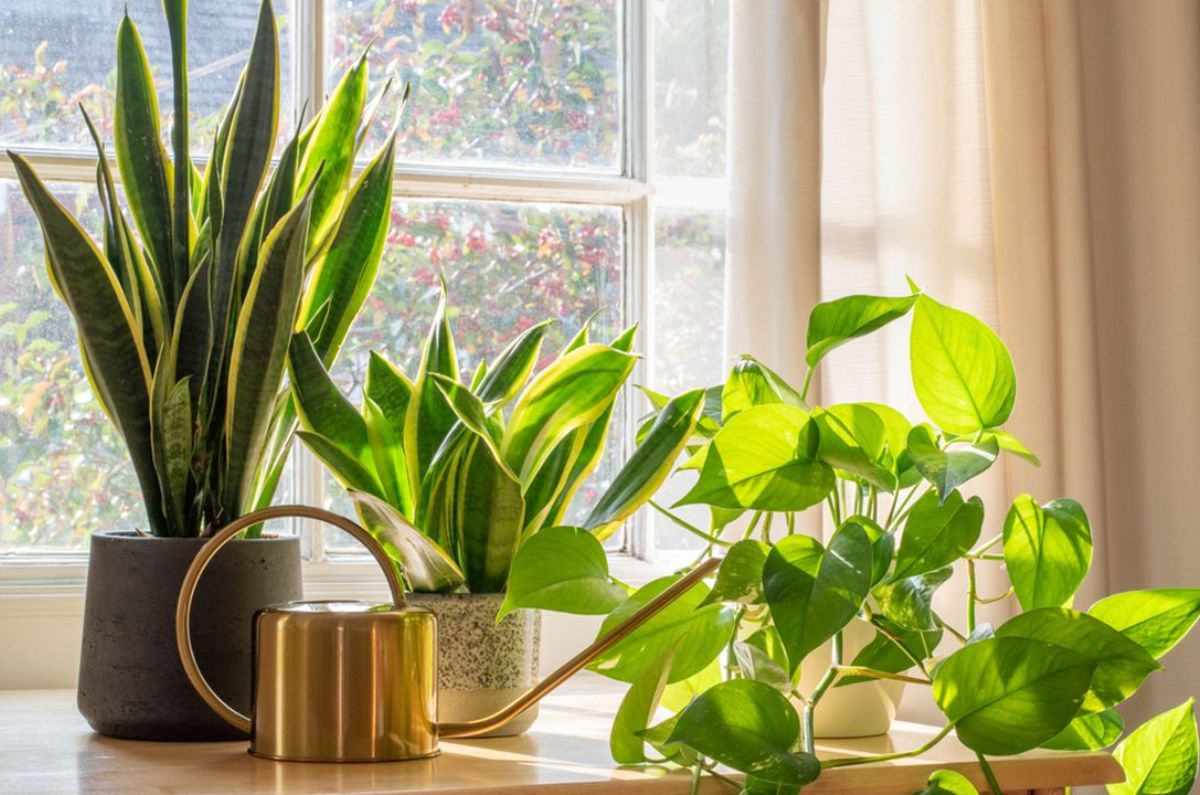 plantas de interior la nasa 