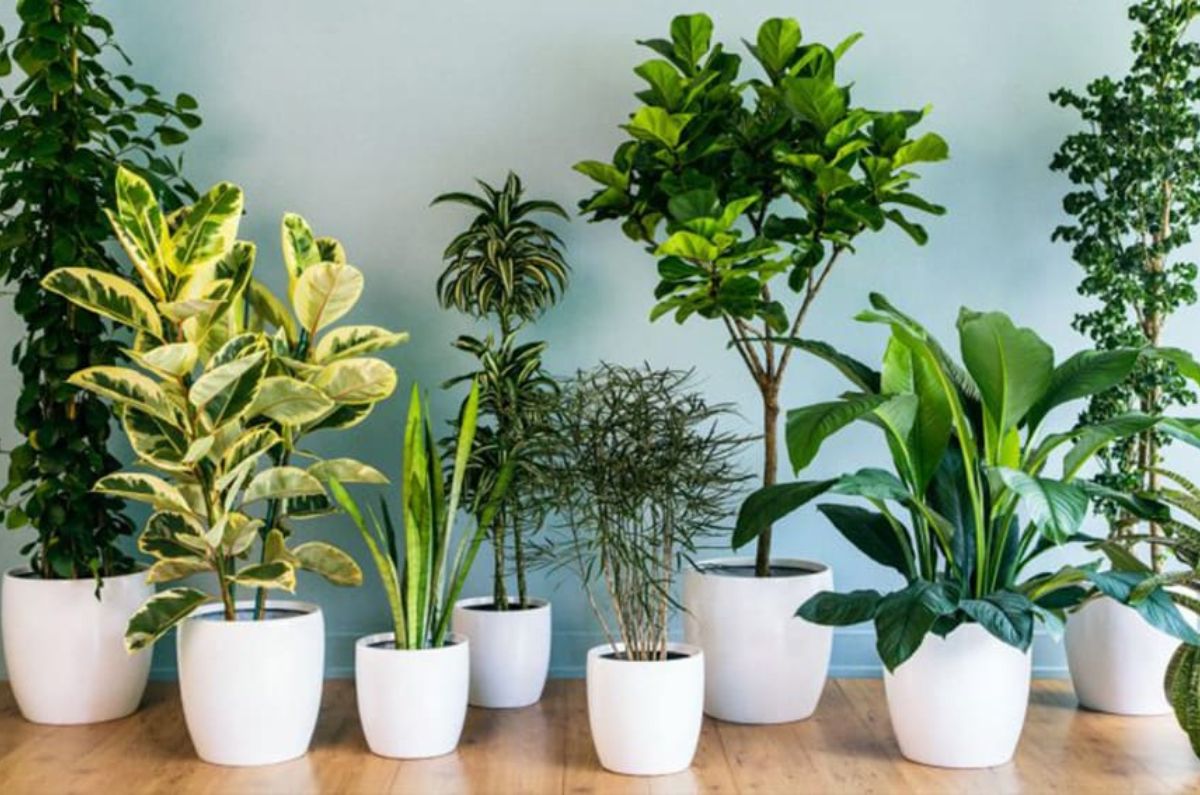 5 plantas de interior que purifican el aire y refrescan la casa según la NASA