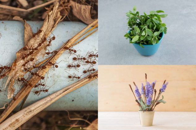 3 plantas aromáticas para ahuyentar hormigas del interior de tu casa