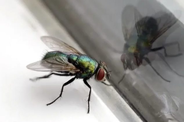 Conoce el profundo significado de encontrar moscas en tu casa