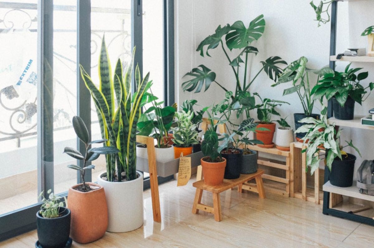 plantas para refrescar