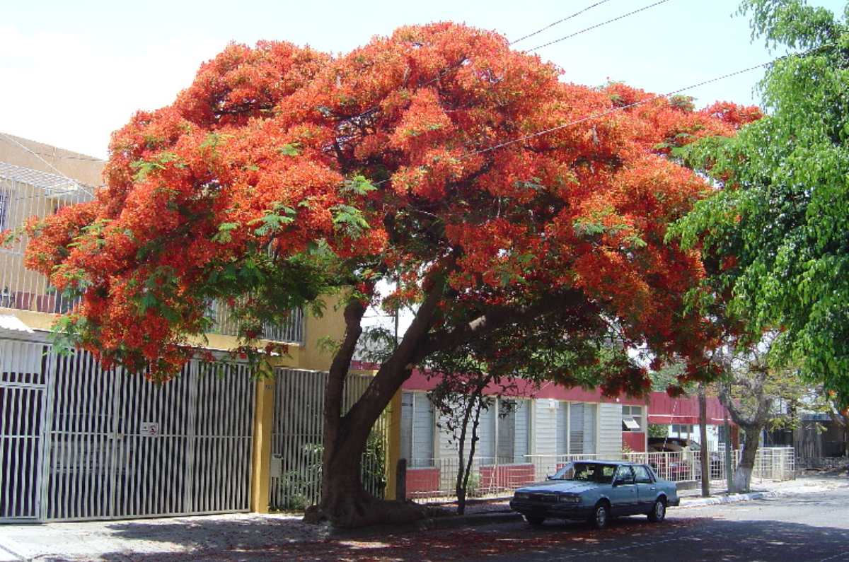 Tulipán africano (Spathodea campanulata)
