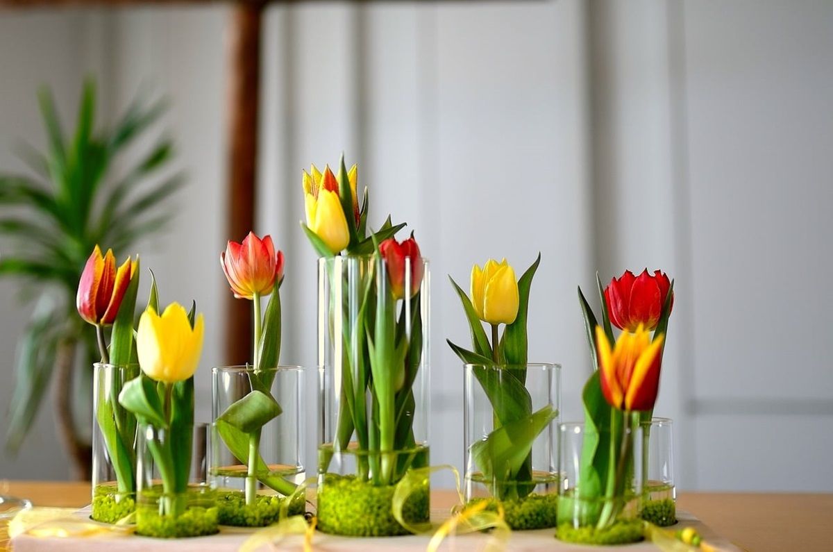 Tulipanes