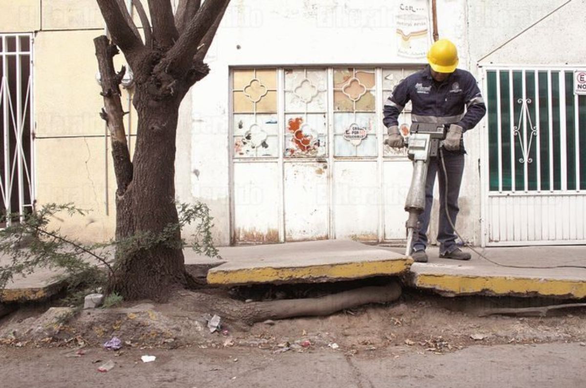 Zapote (Manilkara sapota)