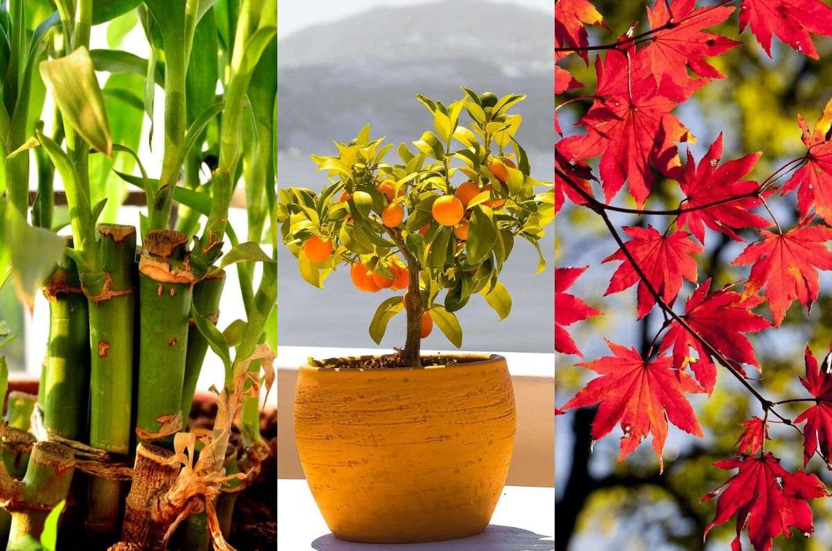 Estos son 6 árboles que puedes cultivar en maceta