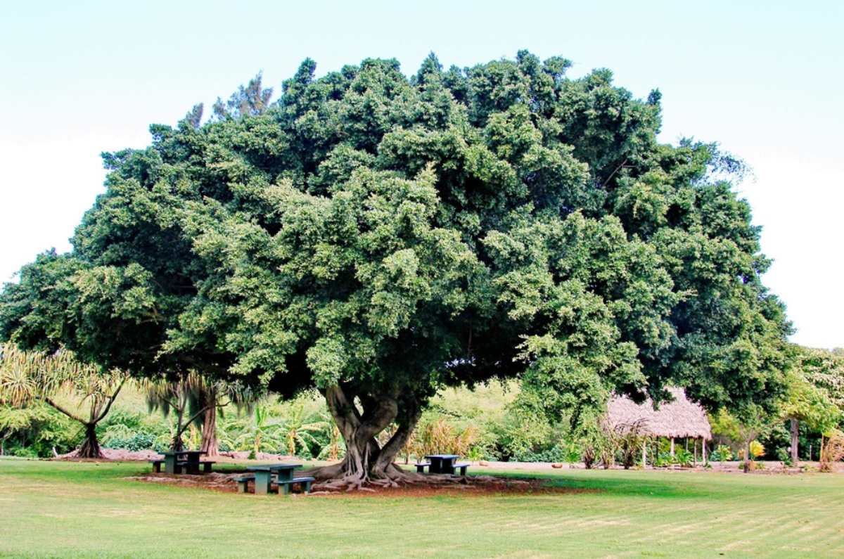 árboles que dan sombra