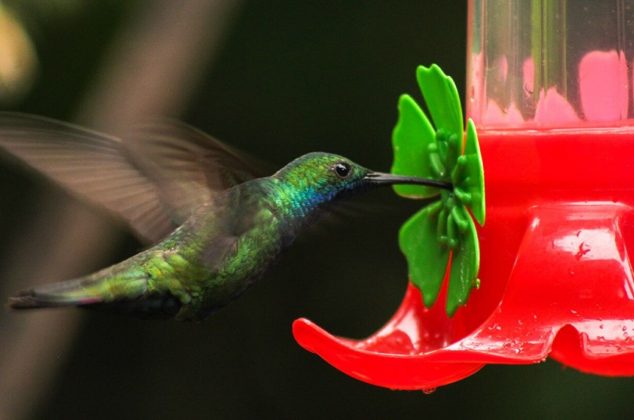 Prepara este néctar casero para alimentar y atraer colibríes a tu casa