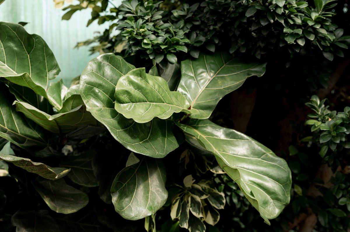 Cómo prevenir y solucionar el enrollamiento de las hojas en las plantas 1