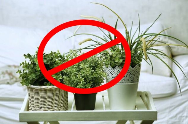 Estas son las 4 plantas que no van el dormitorio porque afectan tu salud