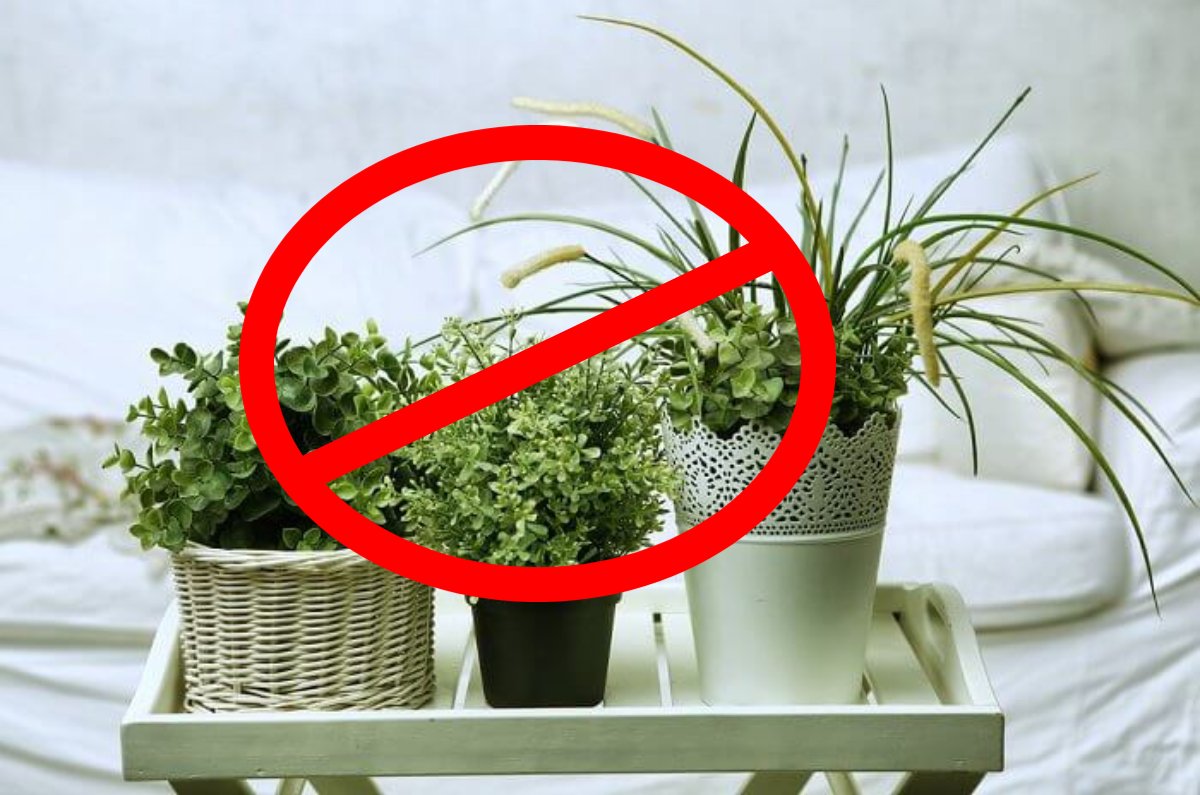 plantas que no van en el dormitorio