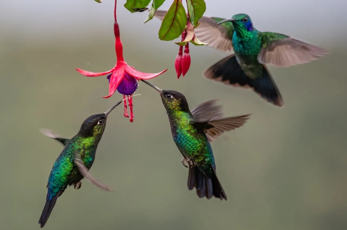 significado de soñar con colibríes