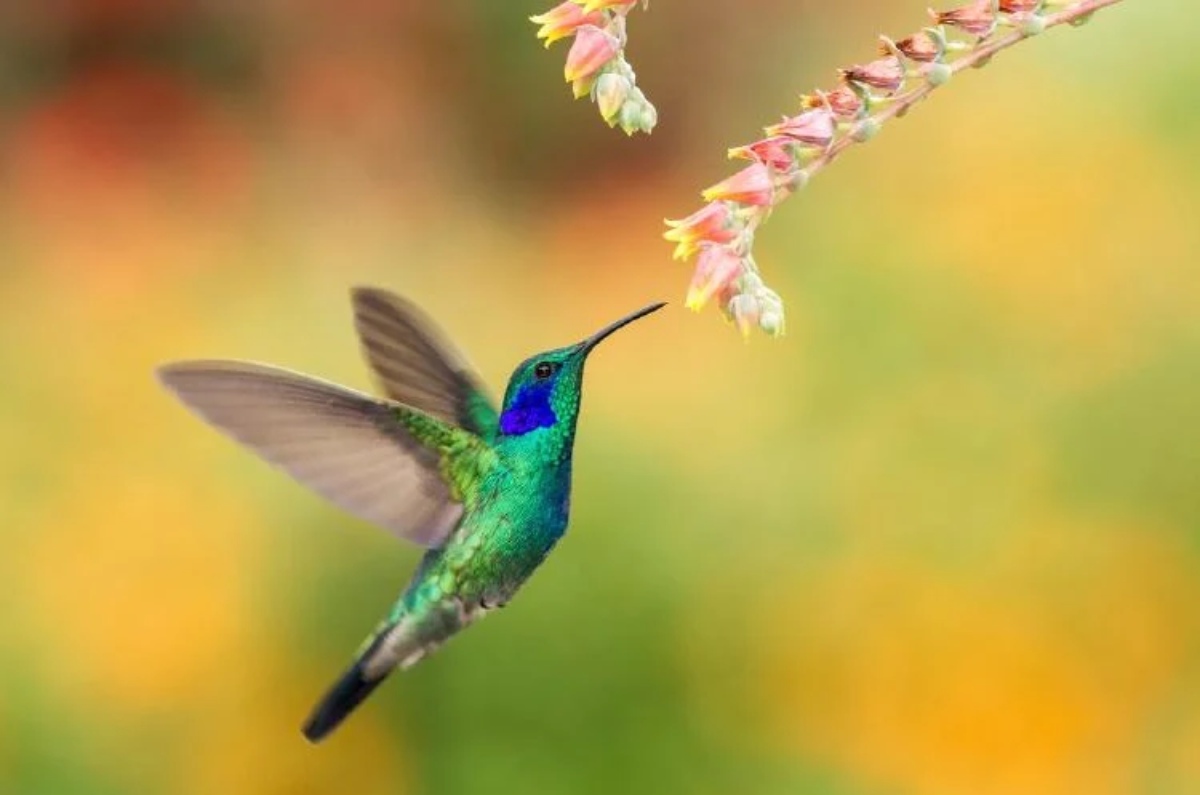 significado de un colibrí 
