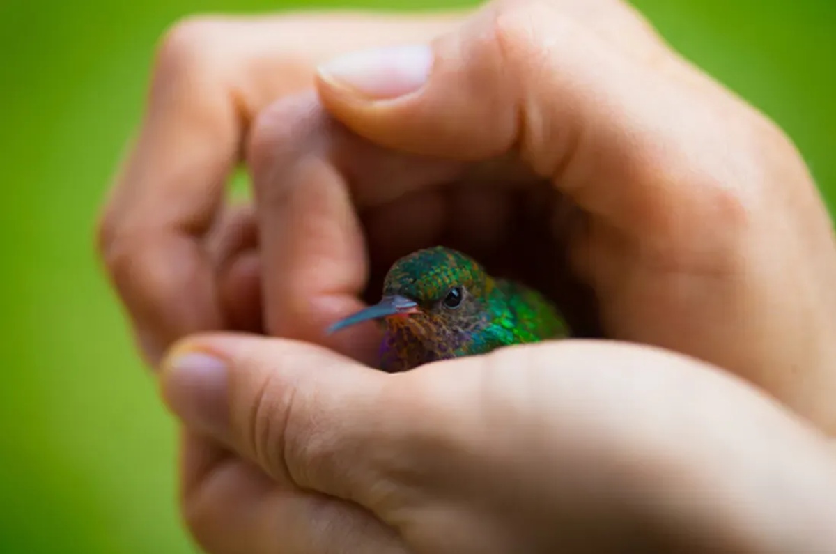 significado de un colibrí 