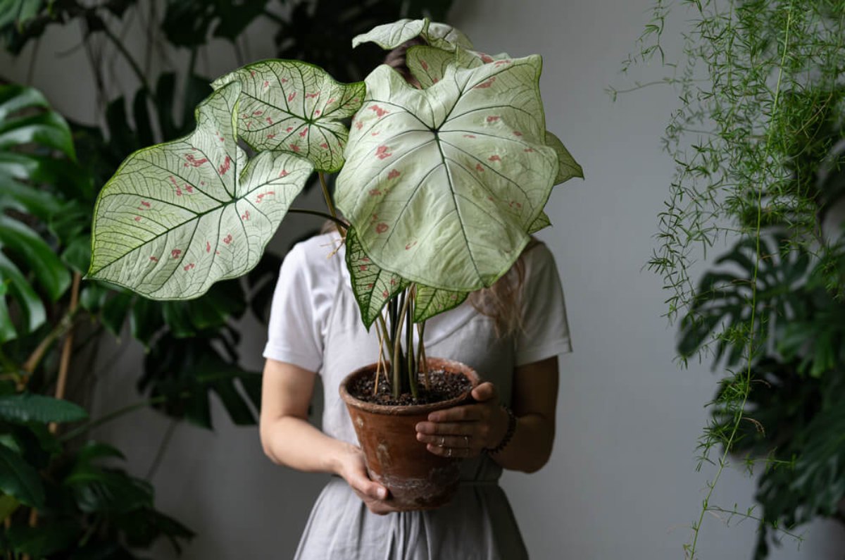 plantas refrescantes de hogar