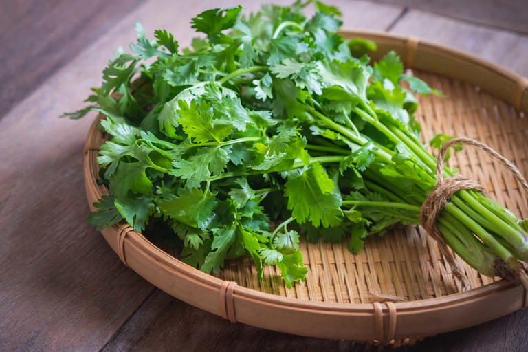 sustitutos del cilantro 