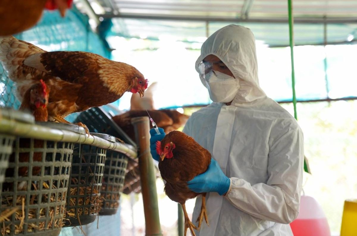 gallinas con gripe aviar