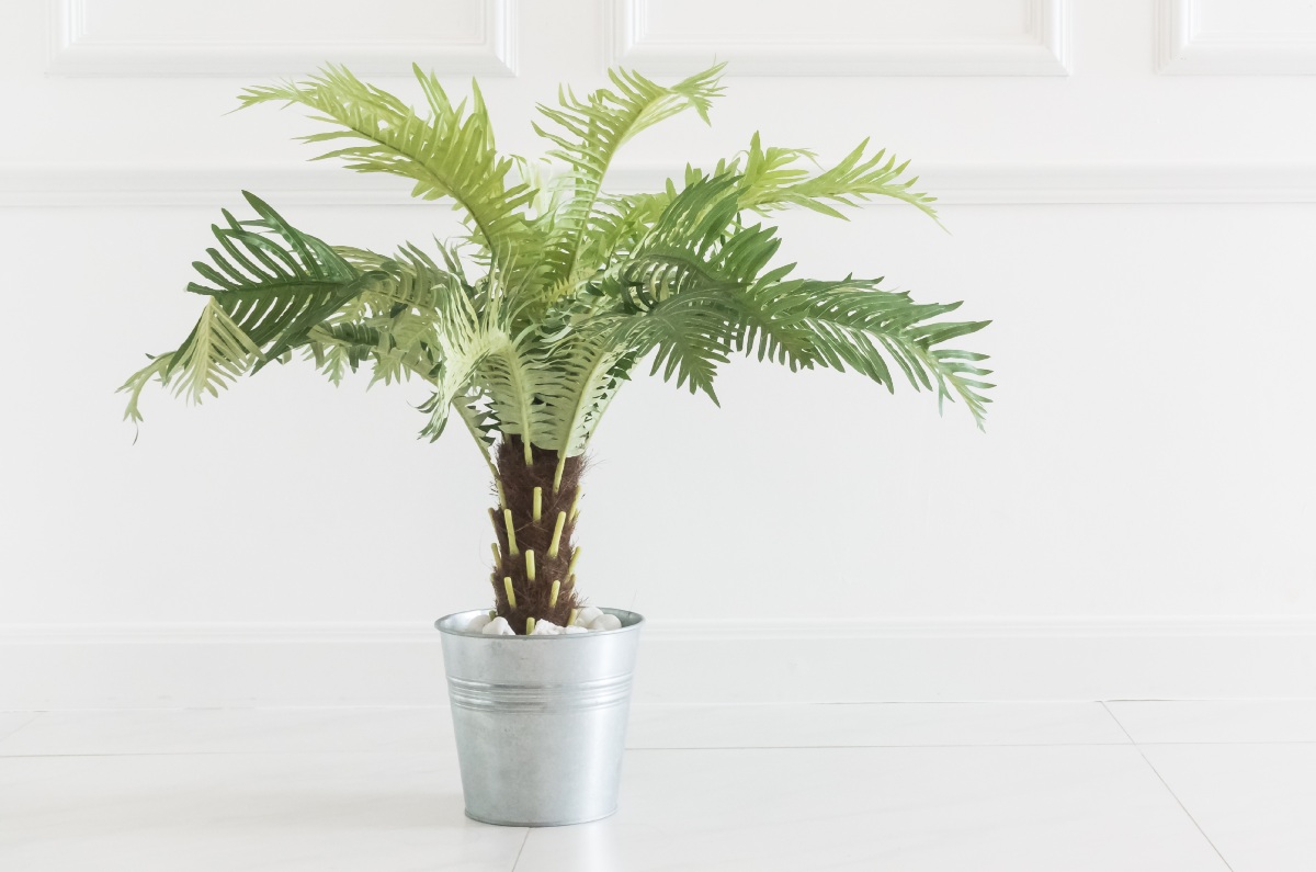 Palma areca