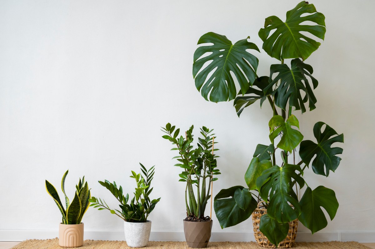 Ficus benjamina