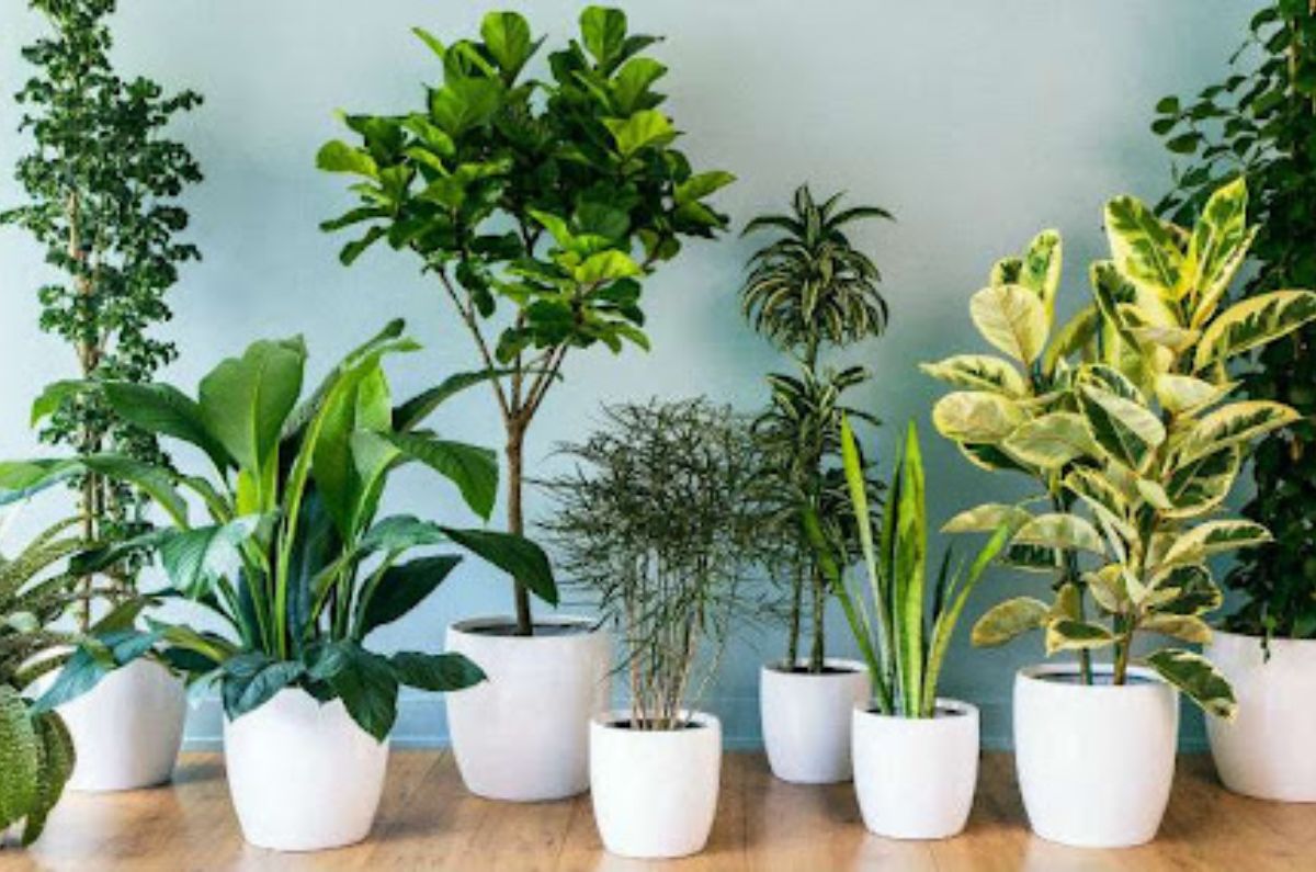plantas que limpian el aire de tu casa