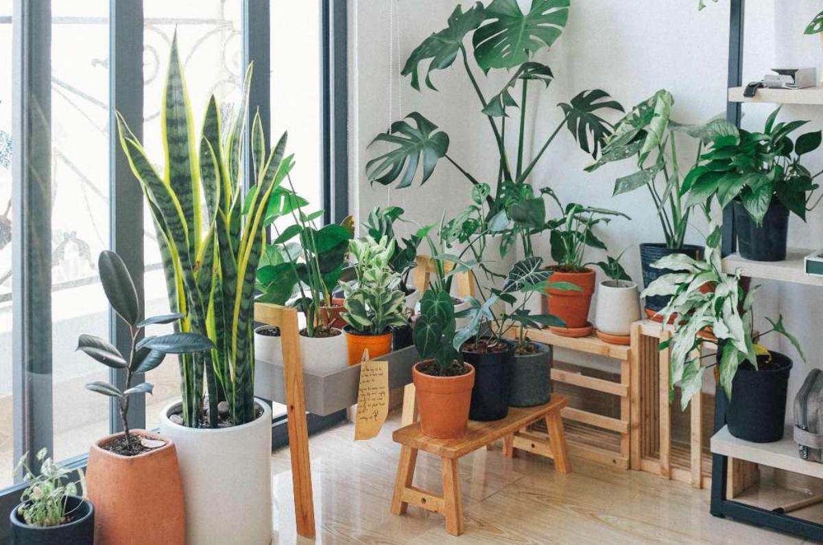9 plantas que limpian el aire de tu casa esta temporada de calor, según Profeco