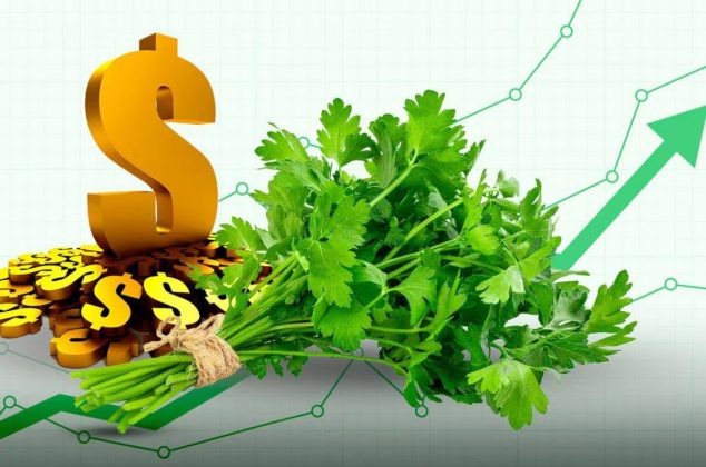 ¿Por qué está tan caro el cilantro? Estas razones mantendrán costo ‘por los cielos’