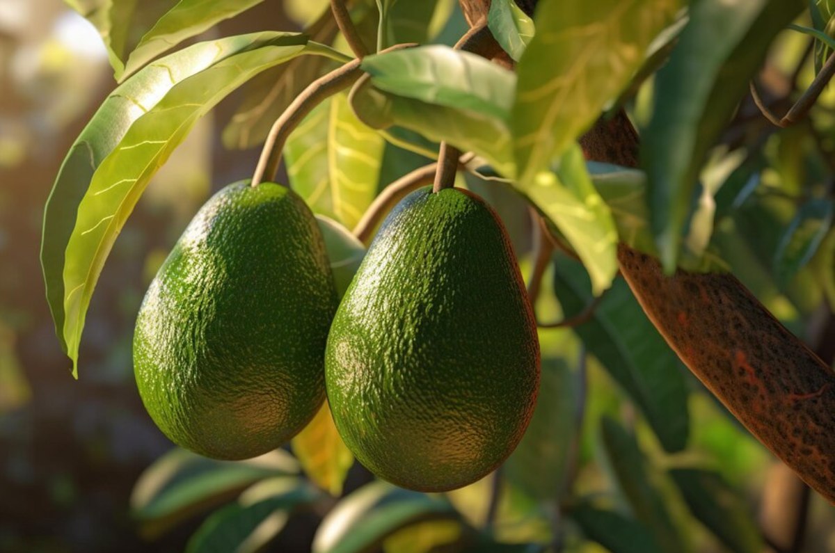 Los beneficios de utilizar una semilla de aguacate como plaguicida