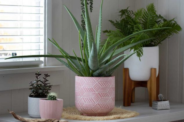 El poderoso significado de que crezca aloe vera en tu jardín, según el Feng Shui