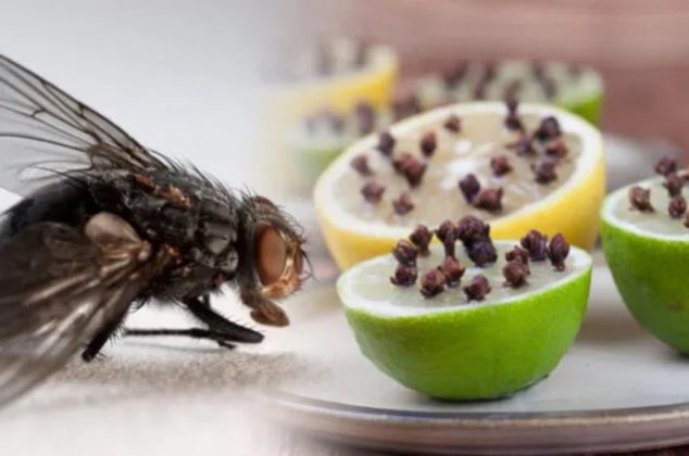 ¡Adiós moscas y mosquitos! Checa 3 productos para eliminarlas y sacarlas de casa