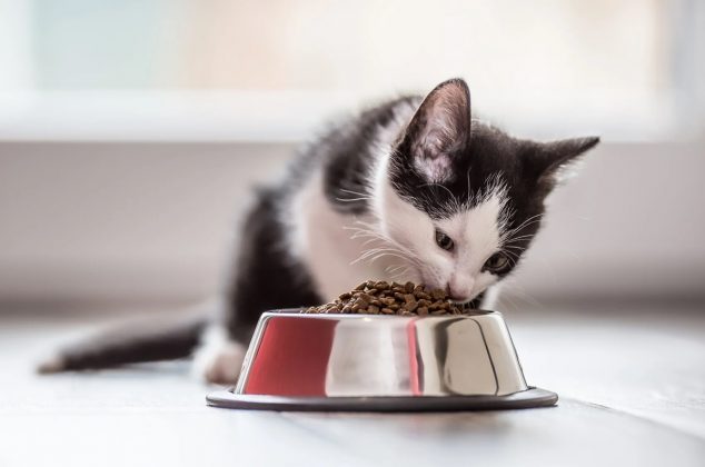 Profeco: Esta es la mejor marca de croquetas mexicanas para gato