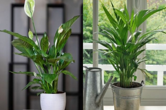 ¡Adiós humedad! 5 plantas para absorber la humedad generada por las lluvias
