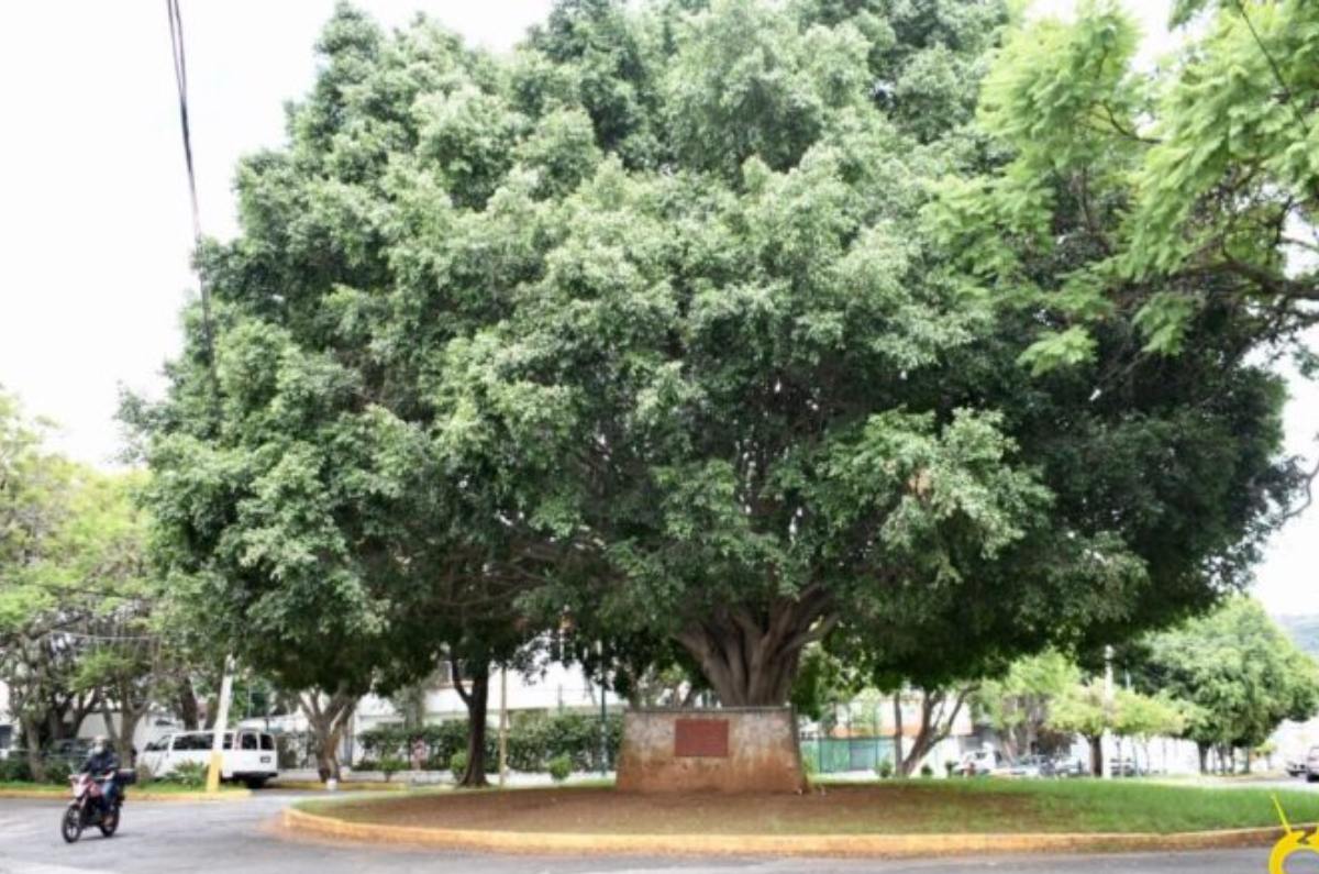 Palo dulce
