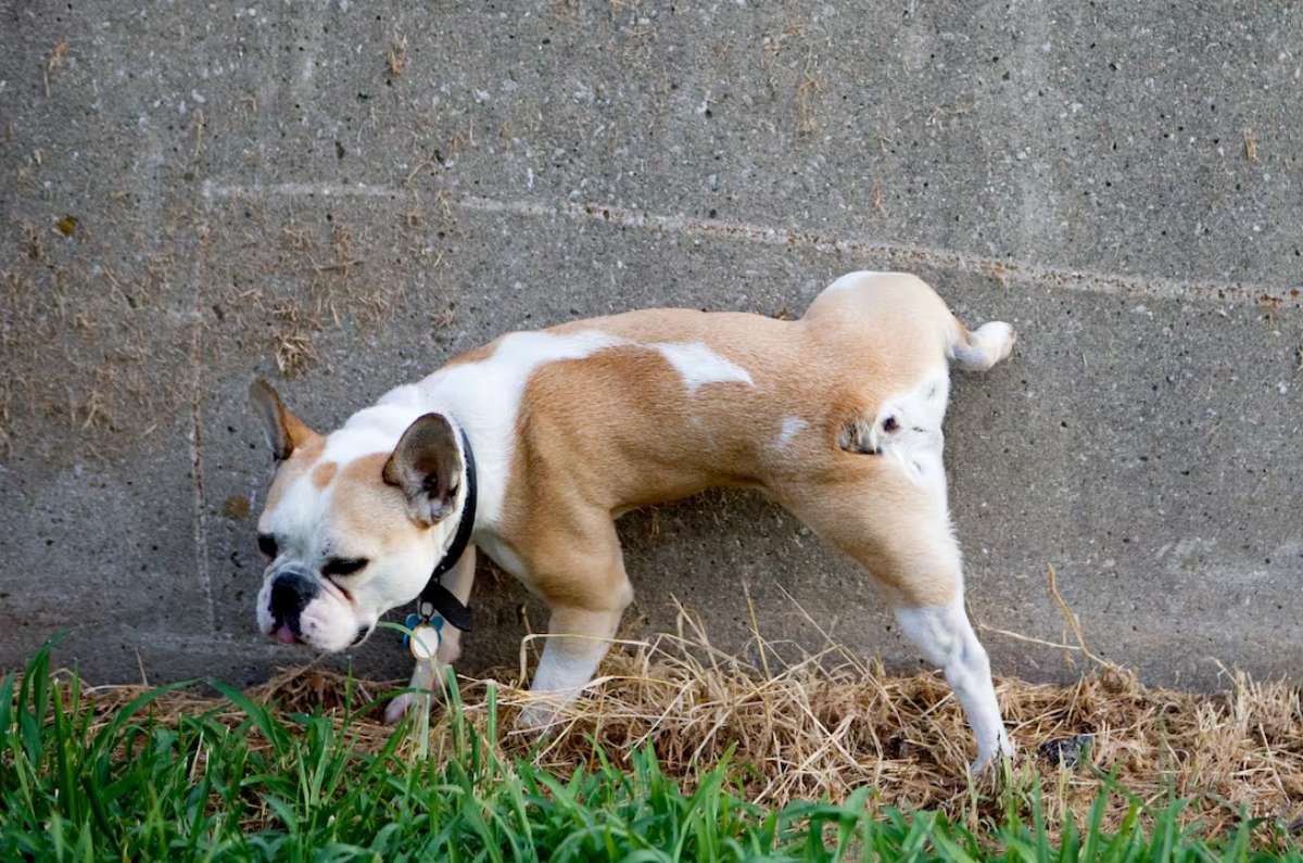 cómo evitar que perros y gatos callejeros se orinen en la entrada 
